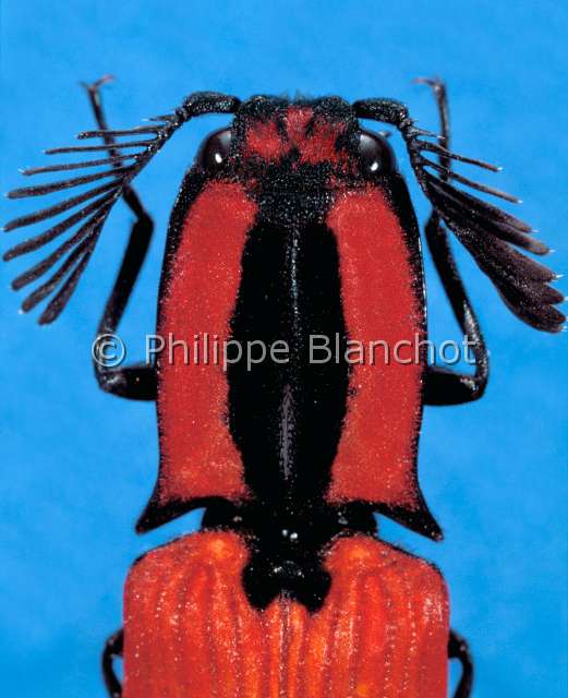 Abiphis viettei.JPG - in "Portraits d'insectes" ed. SeuilAbiphis vietteiTaupinSnapping betleColeopteraElateridaeMadagascar